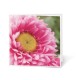 Tarjeta En Blanco Flor Rosa
