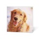 Tarjeta En Blanco Perro Con Serpentina